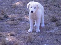 cucciolo di pastore abruzzese da lavoro
